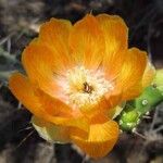 Maihueniopsis darwinii Flower