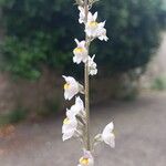 Linaria repens Flower