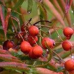 Sorbus americana Vaisius