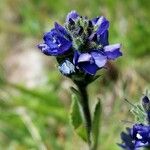 Veronica bellidioides Fula