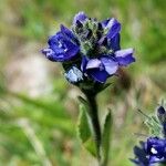 Veronica bellidioides Blomst