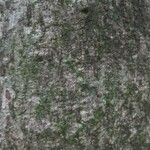Ouratea guianensis Corteccia