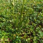 Spiranthes romanzoffiana Leaf
