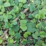 Dichondra carolinensis পাতা