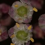 Allium atroviolaceum x Allium polyanthum Flor