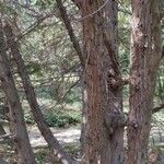 Juniperus bermudiana عادت داشتن