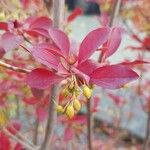 Enkianthus campanulatus 果實