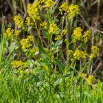 Barbarea stricta Leaf