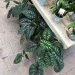 Alocasia baginda Лист