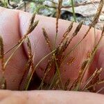 Fimbristylis autumnalis Frutto