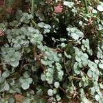 Pilea microphylla Folio