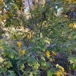 Tithonia diversifolia Habit