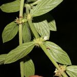 Diodella sarmentosa 葉