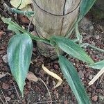 Epipremnum amplissimum Hoja