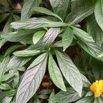 Pachystachys lutea Blad