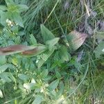 Himantoglossum adriaticum Leaf