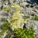 Filipendula ulmariaFlower