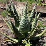 Aloe marlothii Vivejo