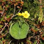 Ranunculus thora Flower