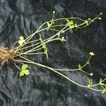 Ranunculus adoxifolius موطن