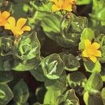 Hypericum elodes Flower