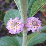 Lippia alba Fiore