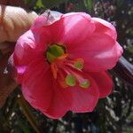 Passiflora mixta Flor