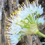 Allium subvillosum Outro