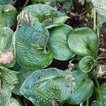 Hosta sieboldiana Leaf