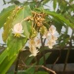Begonia aconitifolia 花