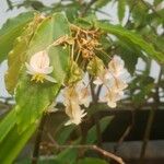 Begonia aconitifolia ᱵᱟᱦᱟ