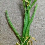 Sinapis arvensis Likasa