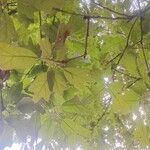 Quercus falcata Leaf