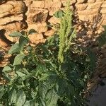 Amaranthus spinosusFlower