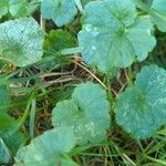 Hydrocotyle americana Liść