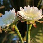 Cereus hexagonusফুল