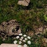 Oenanthe lachenalii Квітка