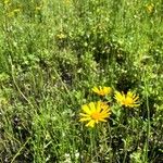 Balduina uniflora Lorea