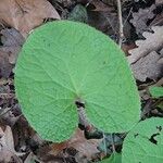 Petasites pyrenaicus Blatt