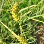 Carex punctata Fruitua