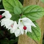 Clerodendrum thomsoniae Frunză