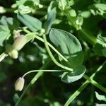 Cerinthe glabra Flor