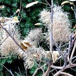 Cotinus coggygria Fruit