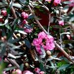 Leptospermum scoparium पत्ता