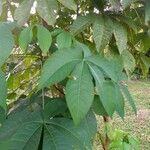 Ricinodendron heudelotii Folha