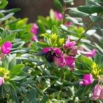 Polygala myrtifolia 其他