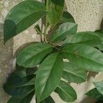 Pereskia aculeata Yaprak