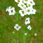 Iberis amara Flower