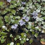 Pontederia diversifolia Plante entière