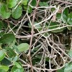 Strychnos madagascariensis Bark